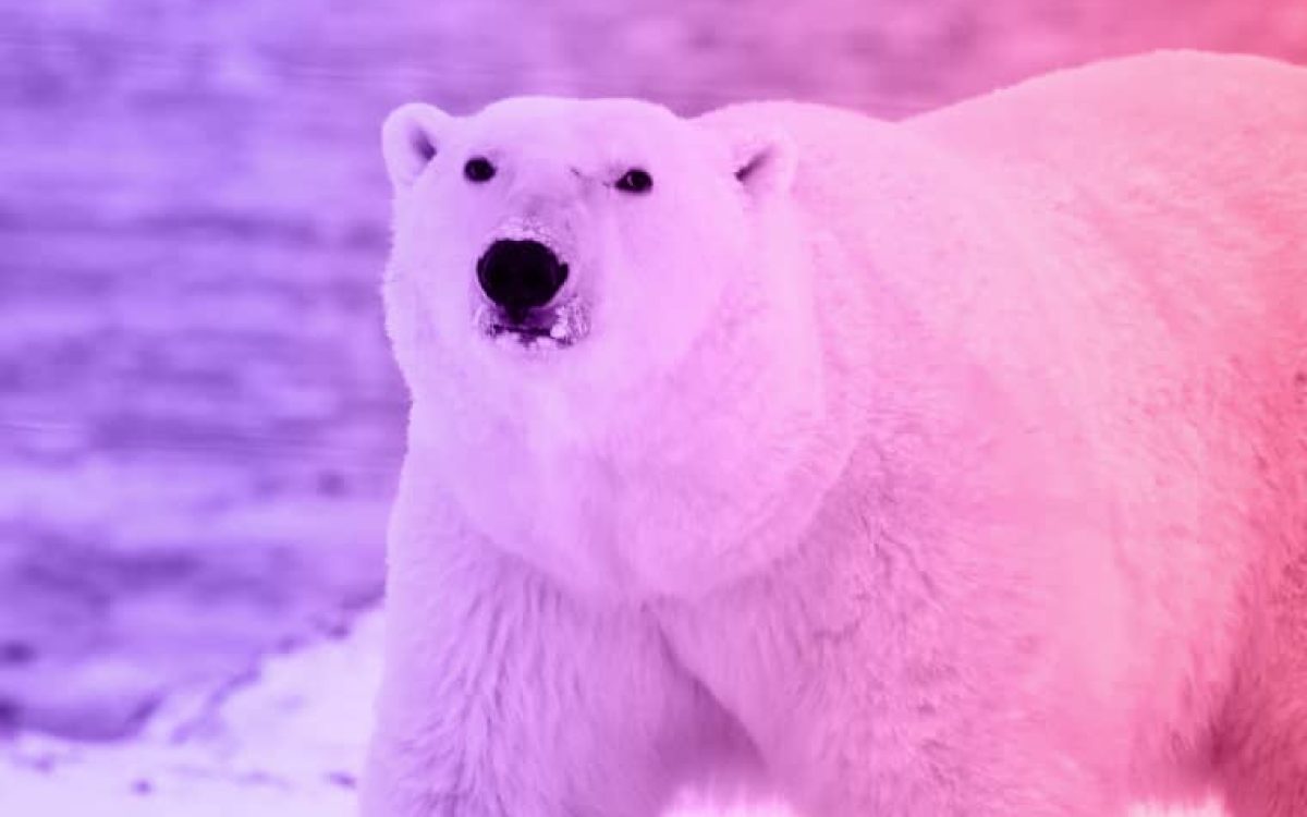 The story of a woman and a hungry polar bear